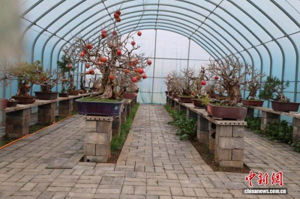 摩根策酪 （乡村行·看振兴）房前屋后遍栽“致富果” 枣庄石榴产业激活乡村振兴“一池春水”